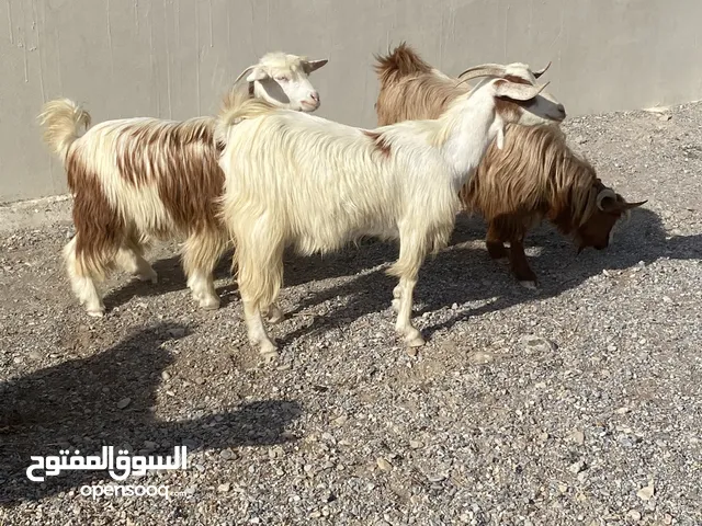 هوش للبيع يصلحن ذبح ولا تربية سمان ما شاء الله