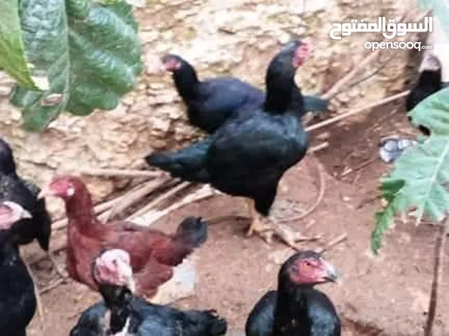 بيض باكستاني والأماني وبراهمي دينار البيضة ماركا الجنوبيه
