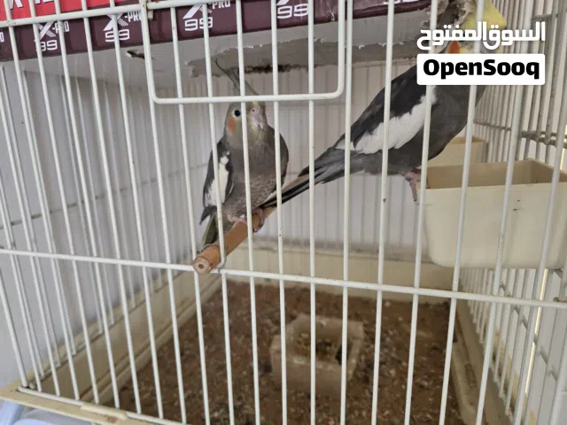 زوج كوكتيل أليف جداً لا يعرف العض ومنتج + ذكر أليف جداً و منتج