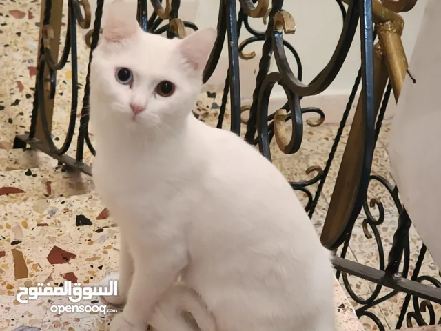 قط شيرازي ذكر