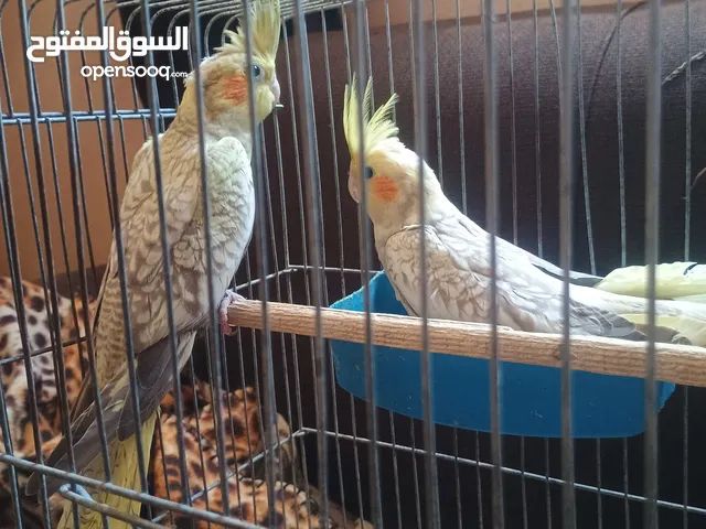مخاليف كوكتيل ايزابيل اليفات حبات دبل جامبو ثوب كامل
