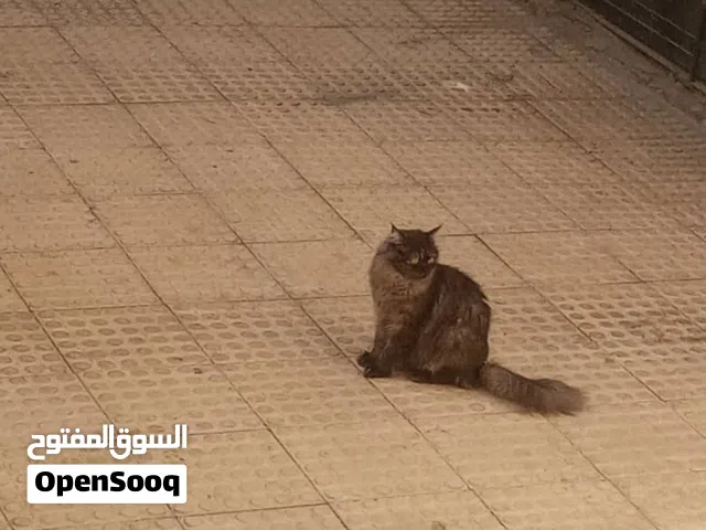 قطط للبيع باسعارررررر خيال الاحق ماتلحق مشكلتك ونضيفه