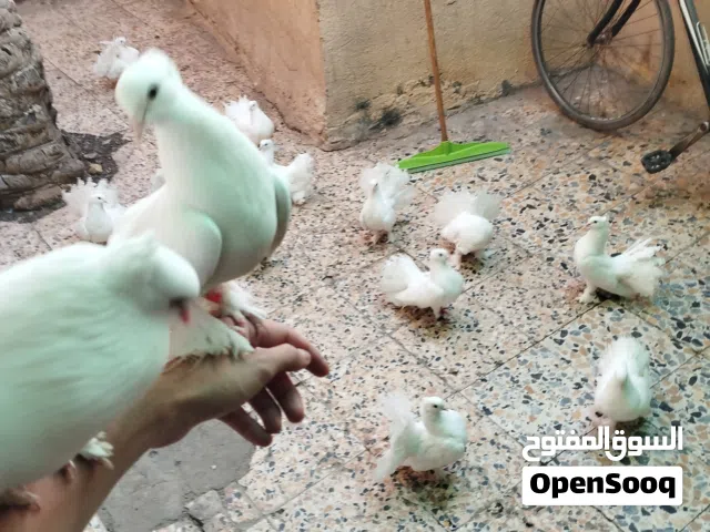 حمام عرايس (هنادي) كامل مواصفات