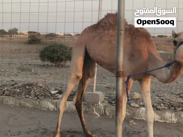 قعود فطيم عقيره سمين