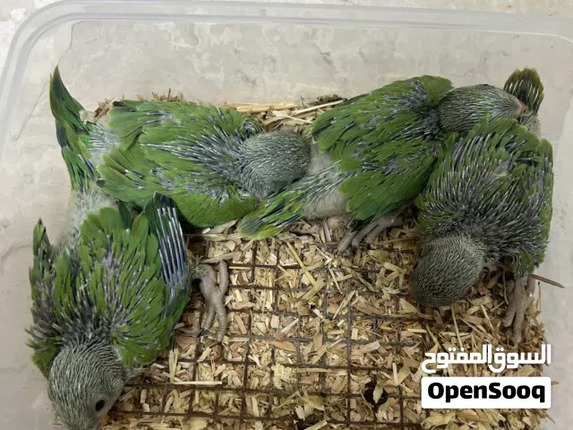 ببغاء درة الهندية متوه اخضر