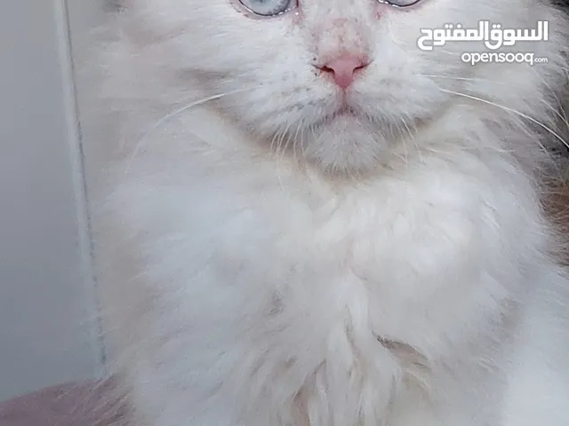 متوفر  قطط شيرازي  وراغدول  العمر شهرين  باسعار مناسبة  فقط 300  العنوان نابلس