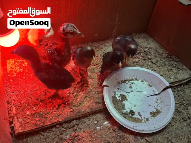 فروخ باكستاني فايتر مكس