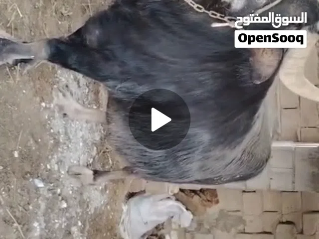 فراتية للببع +964 78