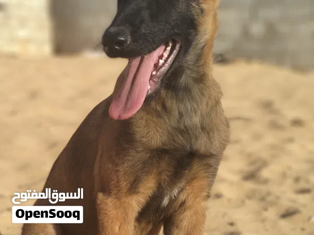 دكر مالينوا ليبيع نساعدك في سعر