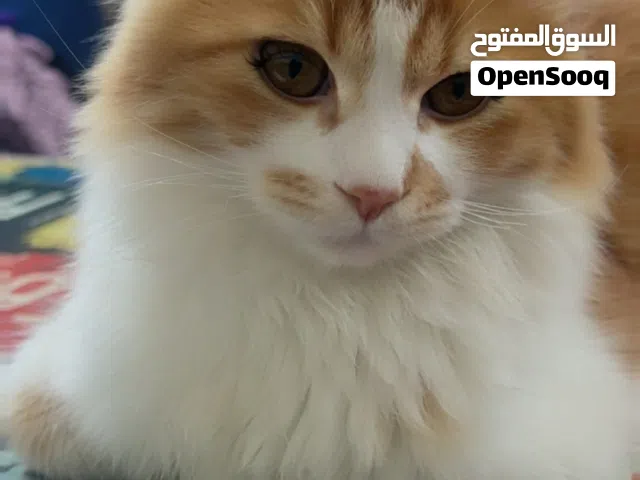 قط مكس شيرازي بلدي كبير الحجم long hair