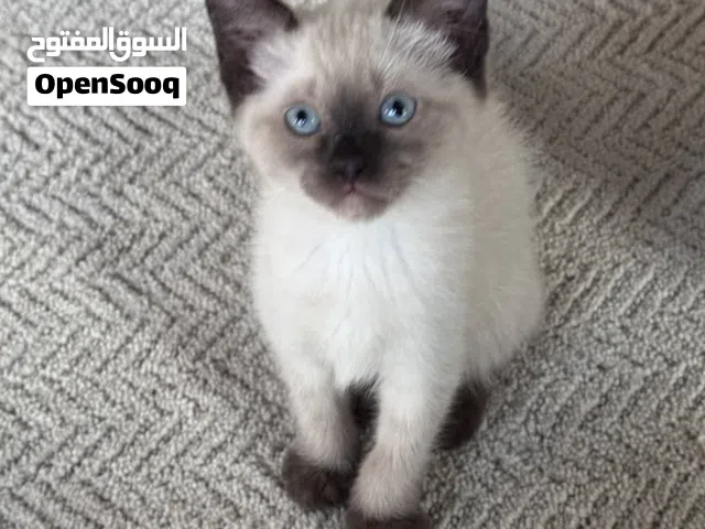 سيامي كيتنز - قطط سيامي - قط سيامي