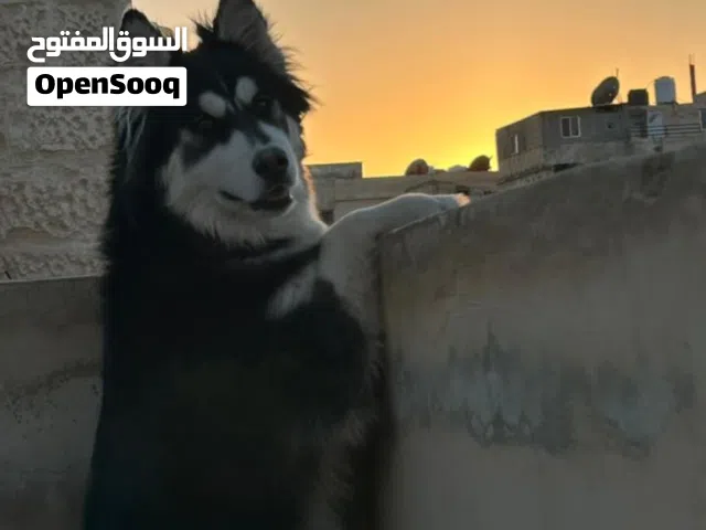 هاسكي ذكر  بيور صافي 100% للبيع مع دفتر مطاعيم