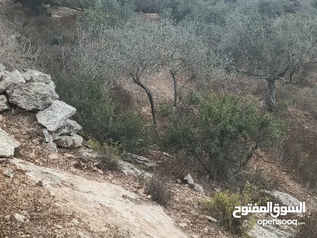 ارض للبيع زيتون