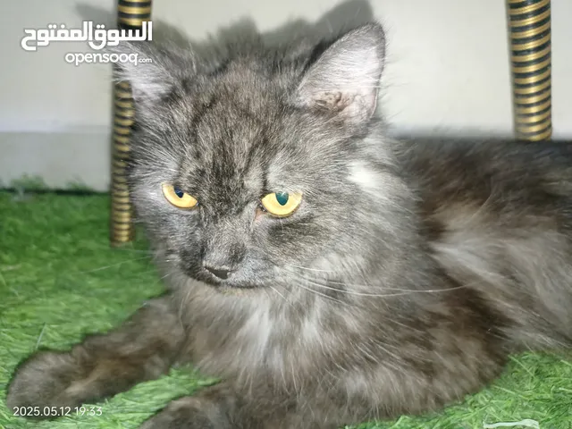 قطة أنثى للبيع