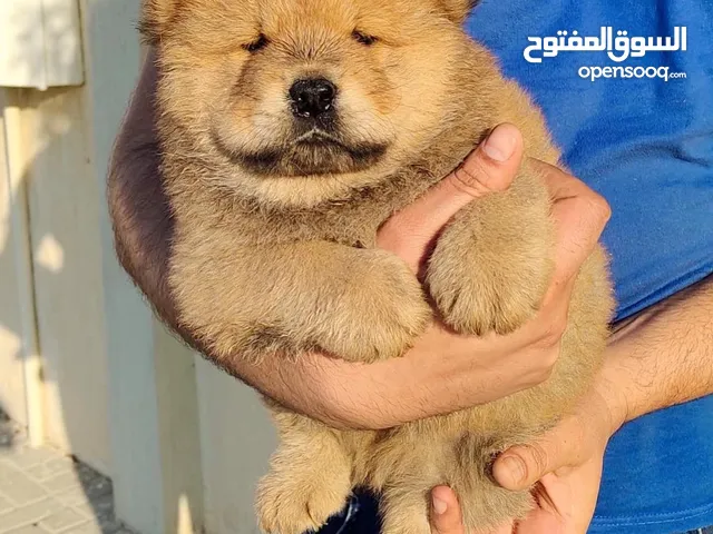 Chow Chow Super quality