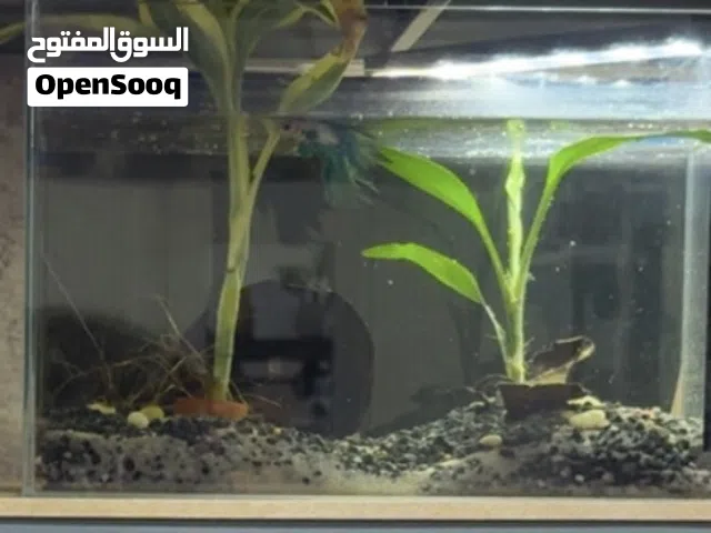 احواض باججام مختلفه مع سمج