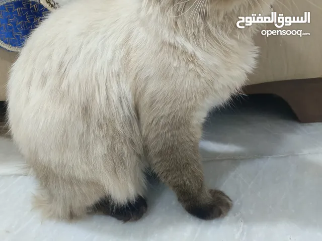 قط هملايا ذكر للبيع العمر سنة دفتر لقاح كامل