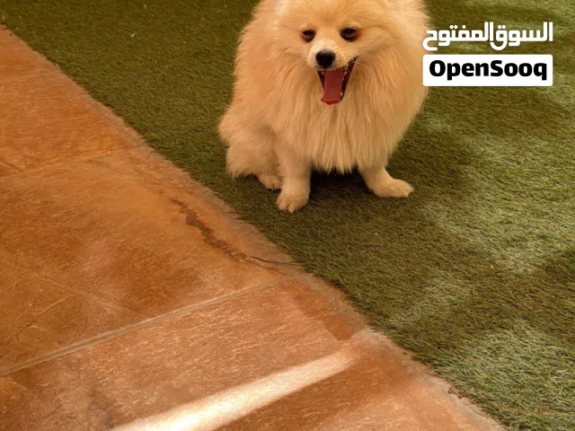 بومارينيان 10 شهور