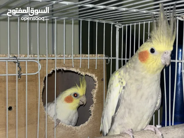 للبيع زوج كروان