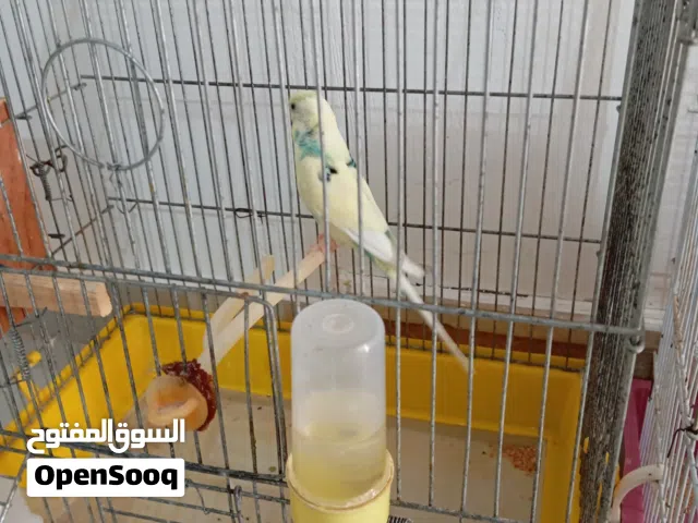 بقالينو كوبية نضيف ودكر