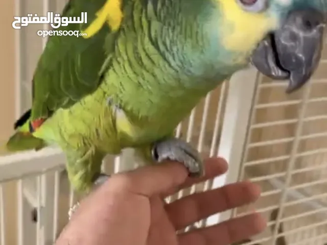 ببغاء بلو فرونت ذكر – 7 سنوات - مرح ونشيط