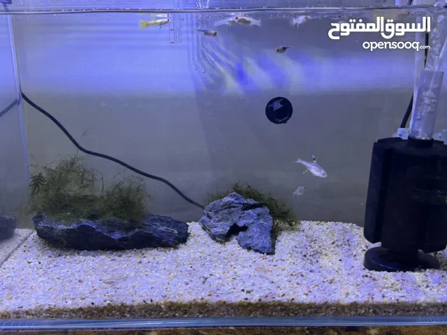 Aquarium with fish for sale