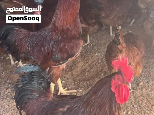 في فراريج رود للبيع