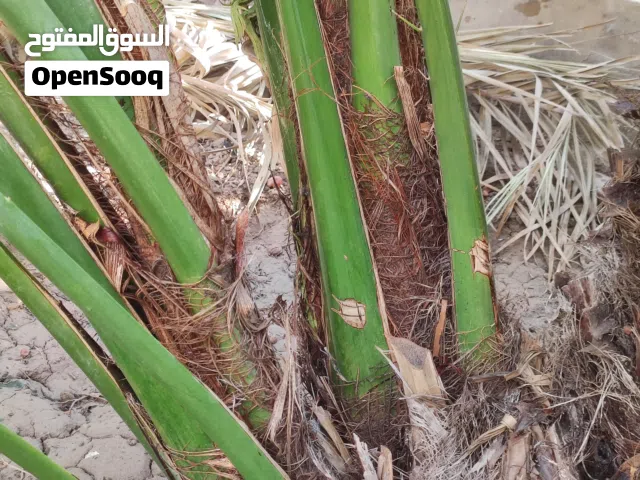 فسائل برحي للبيع