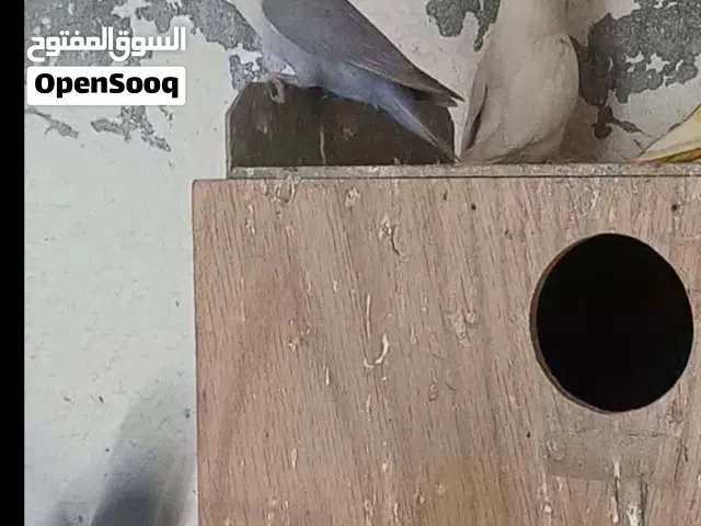 بسم الله ما شاء الله متاح جوز روز تبارك الرحمن معو فراخ الذكر البينو الله يبارك التسليم في حي نزال