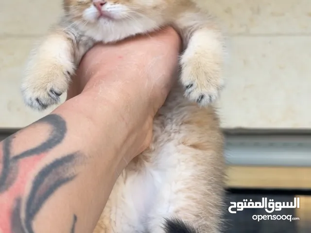 سكوتش ستريت