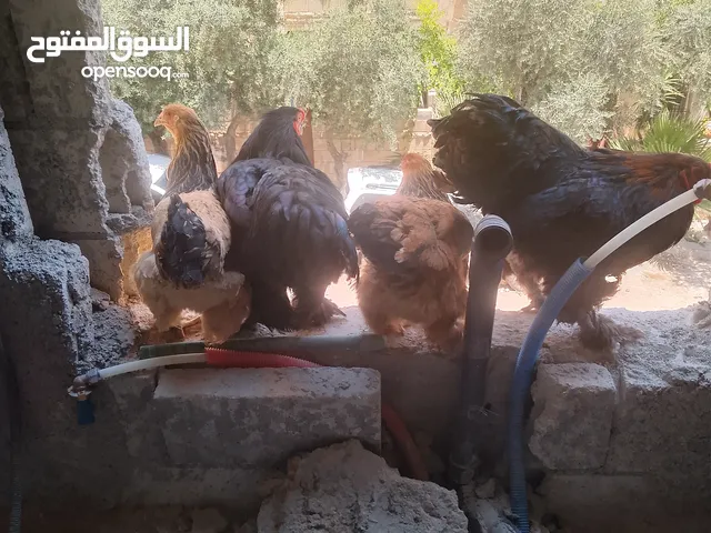 دجاج براهمه