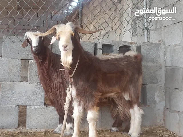 للبيع تيس مهجن مع العنز سلاله طيبه بصحه جيده ولله الحمد