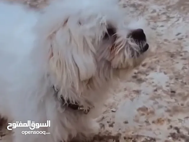 كلب بيشون للبيع