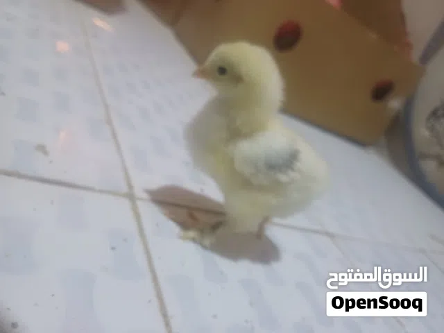 صيصان براهمي