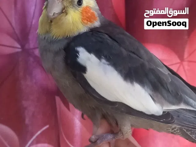 فحل كوكتيل حبشي مَخْلَف للبيع . طايح. الربة ماته نص ونص. مابيه عضة ويوكف على الأيد.