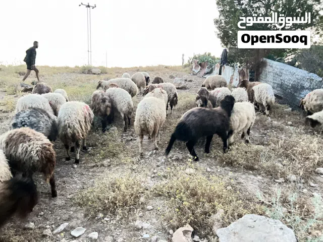 اضاحي للبيع