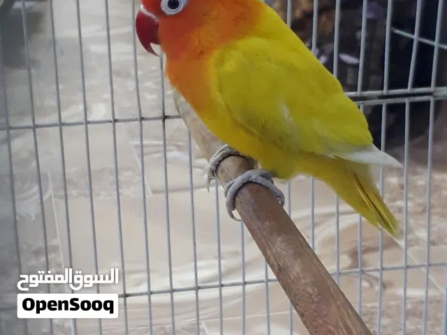 غندور برتقالي وحشي نثيه (فيشر) السعر قفل