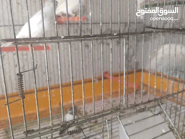 متاح كناري ابيض كريست و عادي بناديق حبات رفاع كريست و عادي حبات بسكوتي وابيض كريست و عادي 