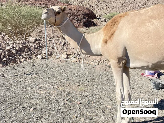 ناقـه مدنـي بكر