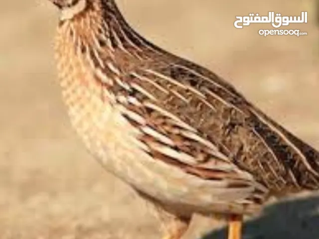 طيور سمان بأحجام نوعيه مختلفه