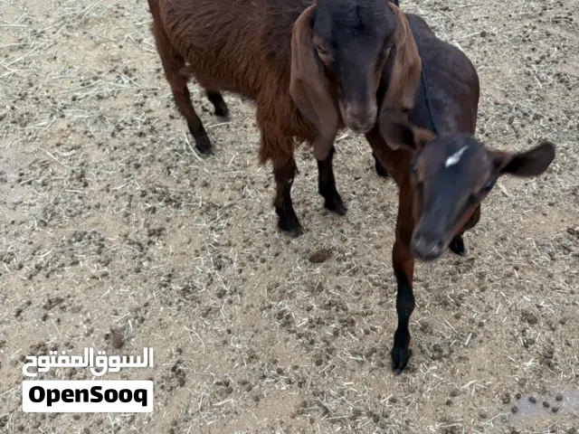 صخل ممتاز فل سمنه