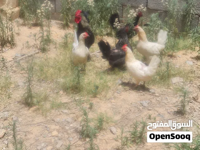 دجاج عربي للبيع