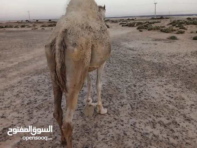 ناقه للبيع لحم وضحيه صغيره بسن ام ثالث