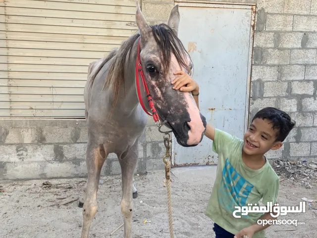تعليم الخيول وتاجير وتوفير الحيوانات في منازل بسعر. جيد. بحريني. مدرب ومحترف وتواصل خاص