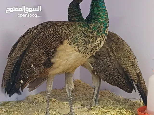 2 Male Peacocks for Sale – Healthy & Beautiful Feathers – 800 QAR Each