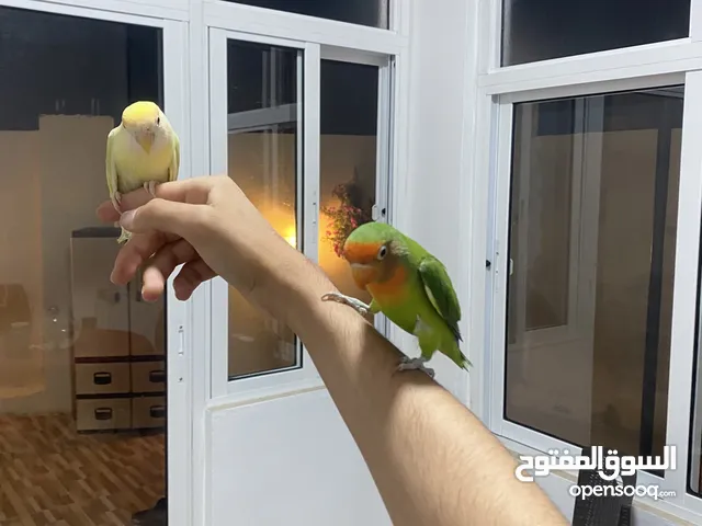 جوز روز أليفات للبيع
