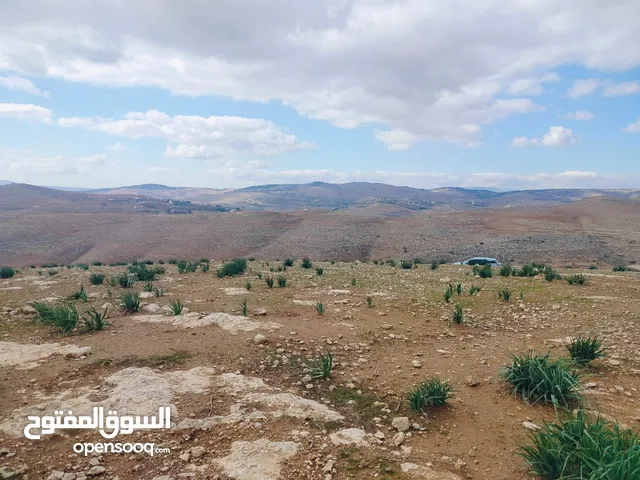 Farm Land for Sale in Mafraq Dahl