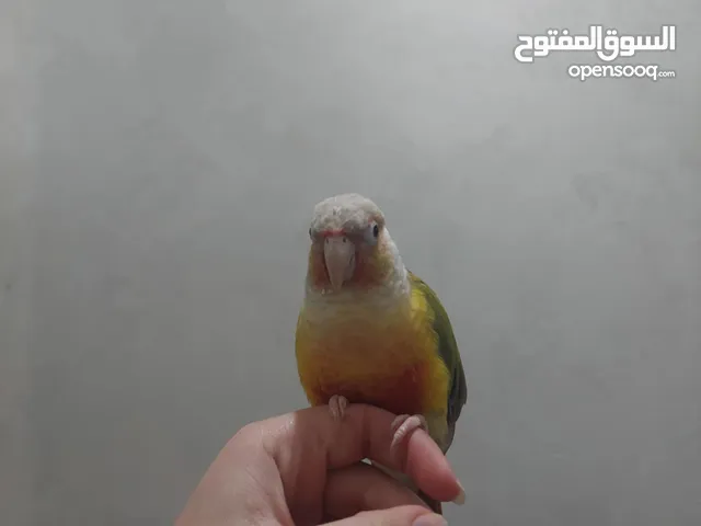 جرين شيك أناناس