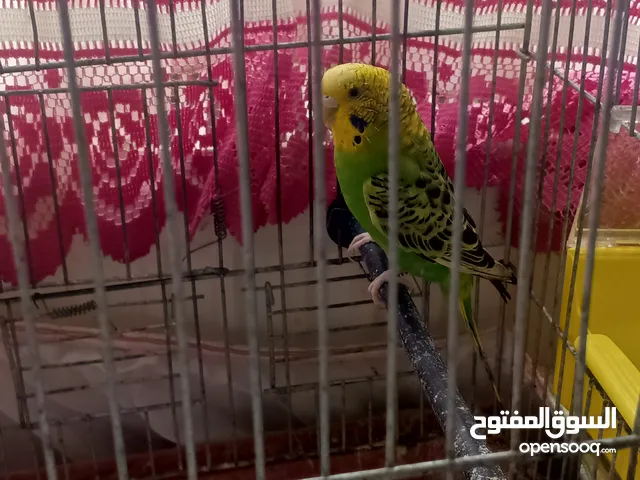 طائر طيره حب