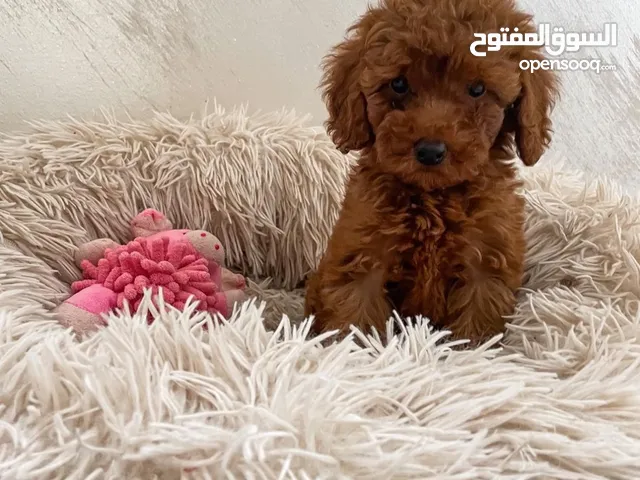 Toy red poodle